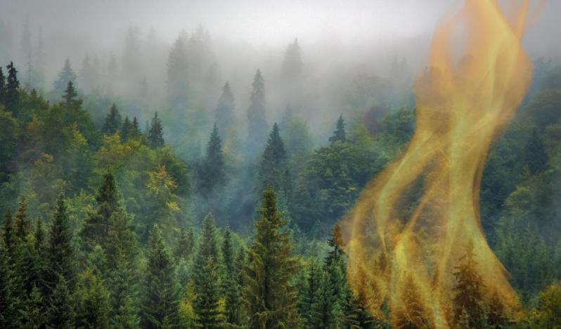 webinar Incêndios florestiais: consequências e impactos